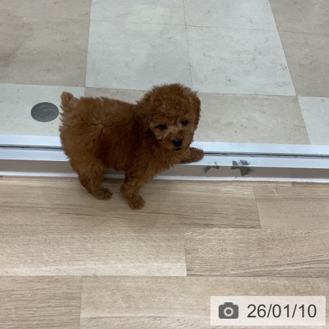 神奈川県のトイプードル(トイ) (ペットプラス アミーゴ藤沢店/2025年11月8日生まれ/男の子/レッド)の子犬の3枚目の画像