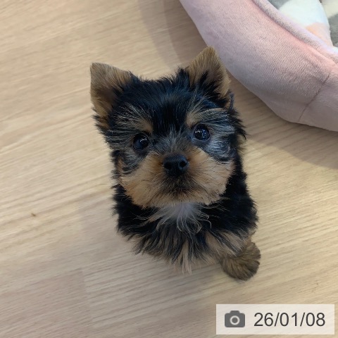 千葉県のヨークシャーテリア (ペットプラス 幕張新都心店/2025年11月8日生まれ/男の子/スチールブルータン)の子犬の3枚目の画像