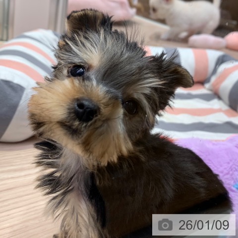 千葉県のヨークシャーテリア (ペットプラス 幕張新都心店/2025年11月8日生まれ/男の子/スチールブルータン)の子犬の3枚目の画像