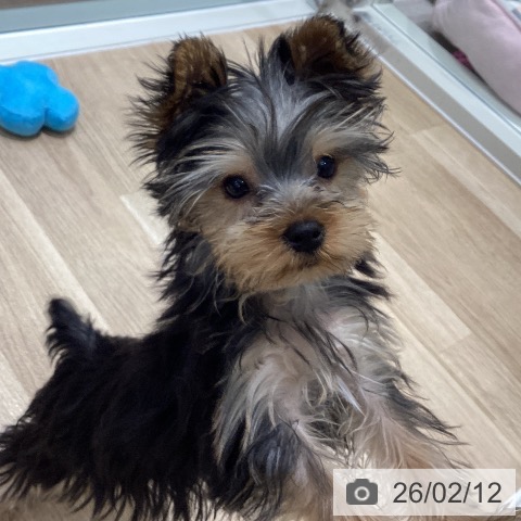 千葉県のヨークシャーテリア (ペットプラス 木更津店/2025年11月8日生まれ/男の子/スチールブルータン)の子犬の3枚目の画像