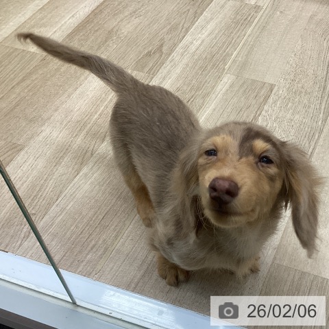 カニーンヘン・ダックスフンドの写真