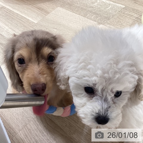 カニーンヘン・ダックスフンドの写真