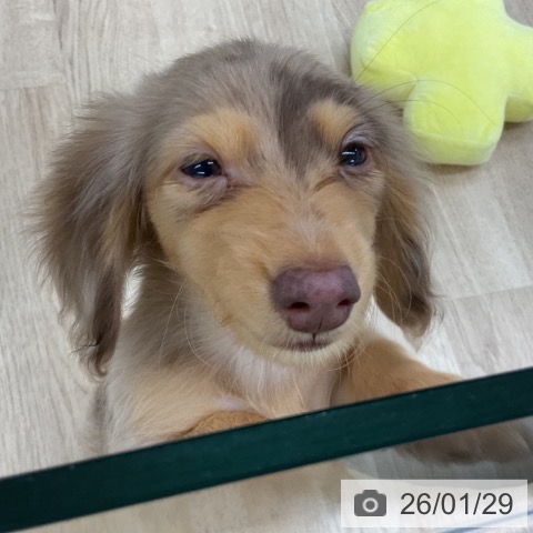 カニーンヘン・ダックスフンドの写真