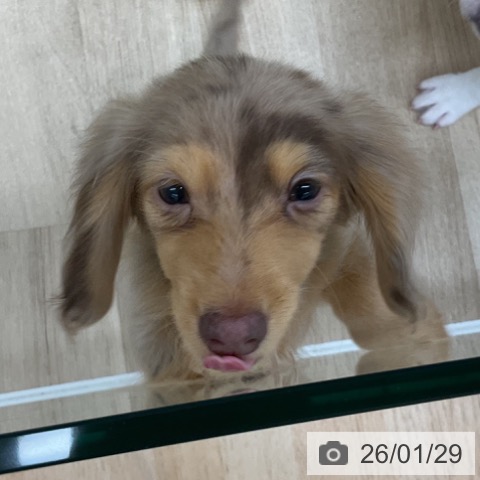 福島県のカニンヘンダックスフンド(ロング) (ペットプラス 福島店/2025年10月24日生まれ/女の子/チョコレートダップル)の子犬の4枚目の画像