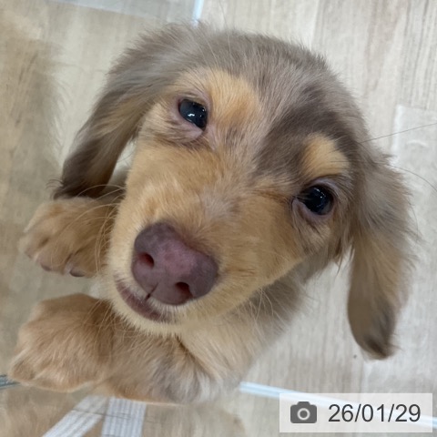 福島県のカニンヘンダックスフンド(ロング) (ペットプラス 福島店/2025年10月24日生まれ/女の子/チョコレートダップル)の子犬の3枚目の画像