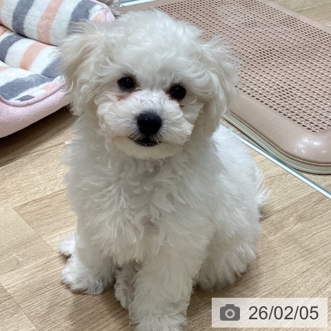 宮城県のビションフリーゼ (ペットプラス 名取店/2025年10月31日生まれ/男の子/ホワイト)の子犬の4枚目の画像