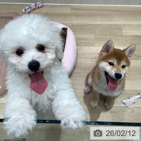 宮城県のビションフリーゼ (ペットプラス 仙台泉大沢店/2025年10月31日生まれ/男の子/ホワイト)の子犬の4枚目の画像