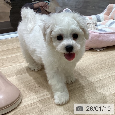 宮城県のビションフリーゼ (ペットプラス 名取店/2025年10月31日生まれ/男の子/ホワイト)の子犬の3枚目の画像