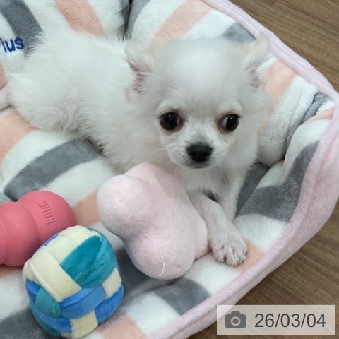 茨城県のチワワ(ロング) (ペッツワン 古河店/2025年11月7日生まれ/男の子/ホワイトクリーム)の子犬の3枚目の画像