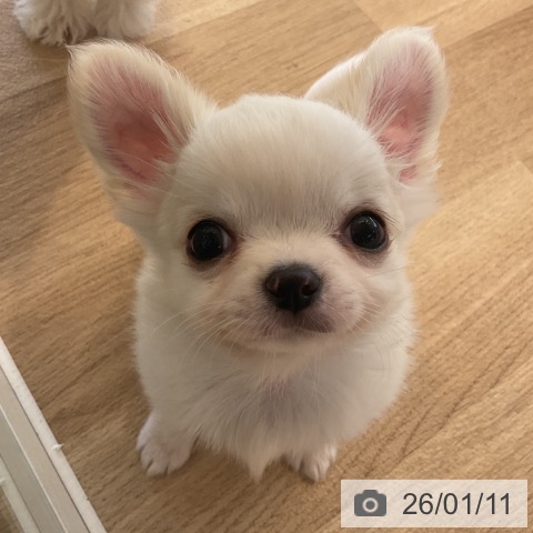 神奈川県のチワワ(ロング) (ペットプラス テラスモール湘南店/2025年11月7日生まれ/男の子/ホワイトクリーム)の子犬の3枚目の画像