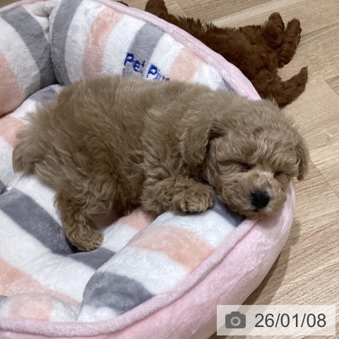 長野県のトイプードル(トイ) (ペットプラス 須坂店/2025年11月8日生まれ/男の子/クリーム)の子犬の4枚目の画像