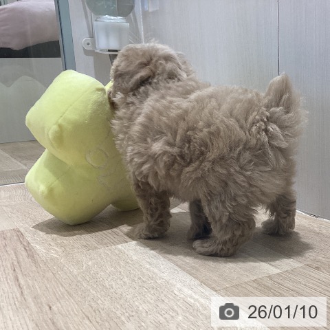 トイ・プードルの写真