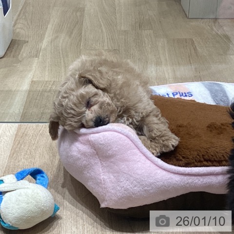 トイ・プードルの写真