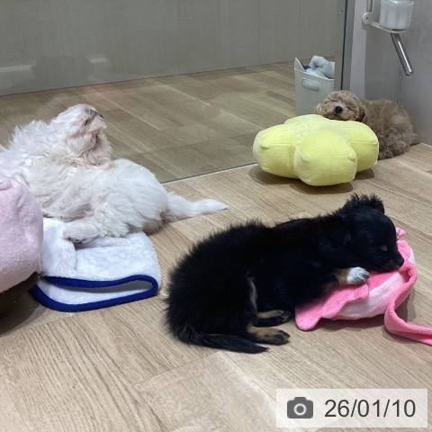 トイ・プードルの写真