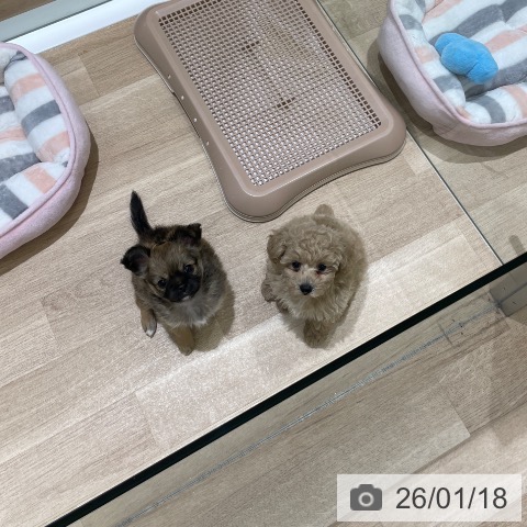 トイ・プードルの写真