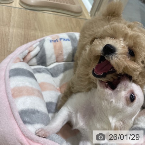 トイ・プードルの写真