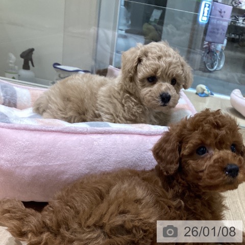 長野県のトイプードル(トイ) (ペットプラス 須坂店/2025年11月8日生まれ/男の子/クリーム)の子犬の4枚目の画像