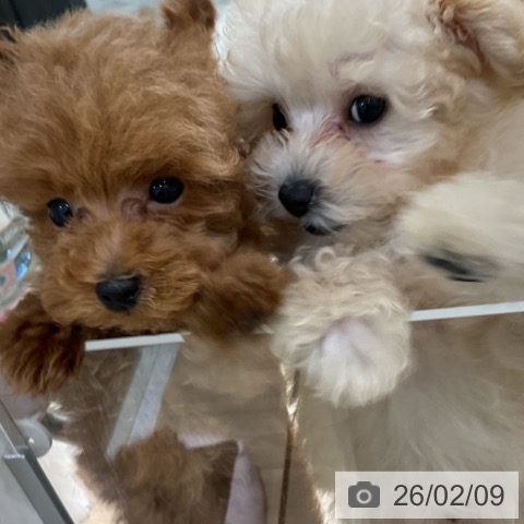 神奈川県のトイプードル(トイ) (ペットプラス 湘南平塚店/2025年11月8日生まれ/男の子/クリーム)の子犬の4枚目の画像