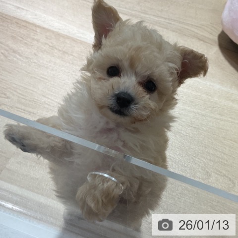 神奈川県のトイプードル(トイ) (ペットプラス 湘南平塚店/2025年11月8日生まれ/男の子/クリーム)の子犬の3枚目の画像