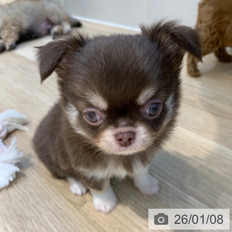 東京都のチワワ(ロング) (ペットプラス アクアシティお台場店/2025年11月7日生まれ/男の子/チョコレートタンホワイト)の子犬の4枚目の画像