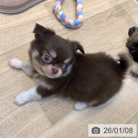 東京都のチワワ(ロング) (ペットプラス アクアシティお台場店/2025年11月7日生まれ/男の子/チョコレートタンホワイト)の子犬の3枚目の画像