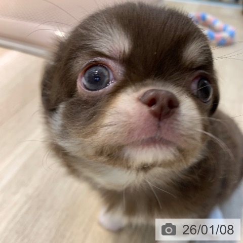 神奈川県のチワワ(ロング) (ペットプラス 新百合丘店/2025年11月7日生まれ/男の子/チョコレートタンホワイト)の子犬の3枚目の画像