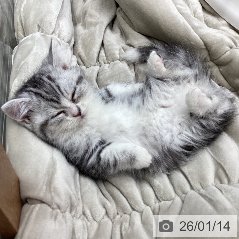 マンチカンの写真