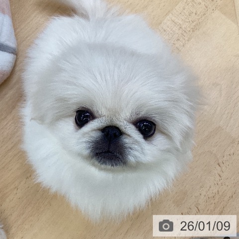 埼玉県のペキニーズ (ペットプラス 羽生店/2025年10月25日生まれ/女の子/ホワイトクリーム)の子犬の4枚目の画像