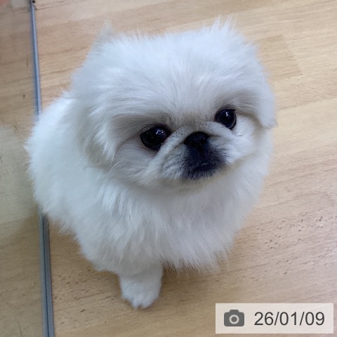 埼玉県のペキニーズ (ペットプラス 羽生店/2025年10月25日生まれ/女の子/ホワイトクリーム)の子犬の3枚目の画像