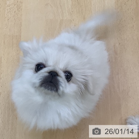 埼玉県のペキニーズ (ペットプラス 羽生店/2025年10月25日生まれ/女の子/ホワイトクリーム)の子犬の3枚目の画像