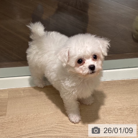 埼玉県のビションフリーゼ (ペットプラス イオンモール春日部店/2025年11月9日生まれ/男の子/ホワイト)の子犬の4枚目の画像