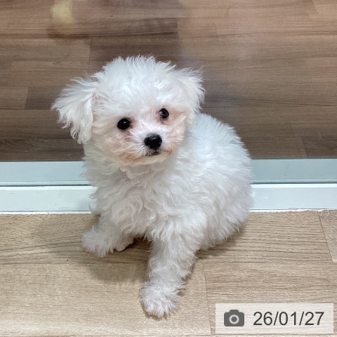 ビション・フリーゼの写真