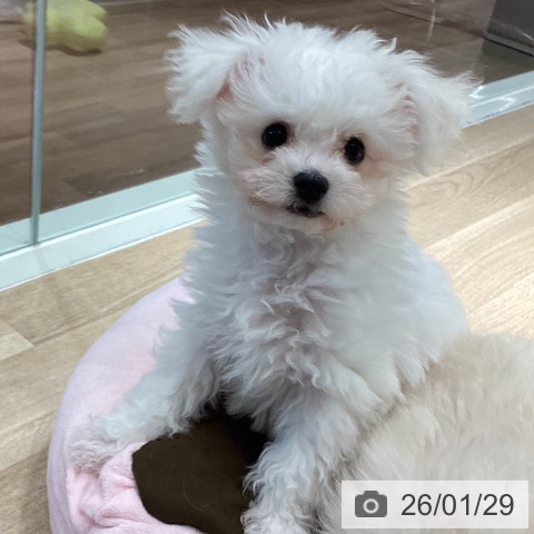 ビション・フリーゼの写真