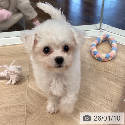 埼玉県のビションフリーゼ (ペットプラス イオンモール春日部店/2025年11月9日生まれ/男の子/ホワイト)の子犬の3枚目の画像