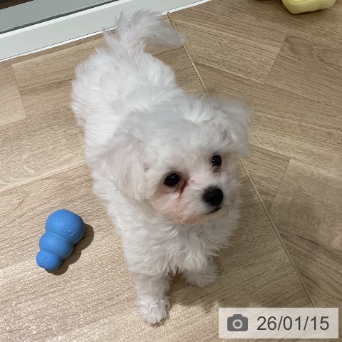 埼玉県のビションフリーゼ (ペットプラス イオンモール春日部店/2025年11月9日生まれ/男の子/ホワイト)の子犬の3枚目の画像