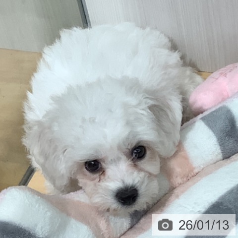 ビション・フリーゼの写真