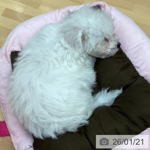 ビション・フリーゼの写真