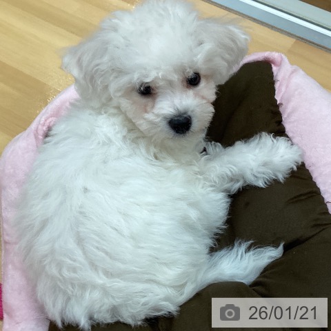 ビション・フリーゼの写真