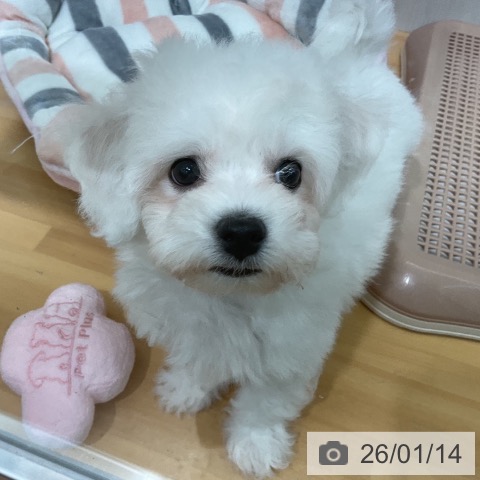 千葉県のビションフリーゼ (ペットプラス 八千代緑が丘店/2025年11月9日生まれ/男の子/ホワイト)の子犬の4枚目の画像