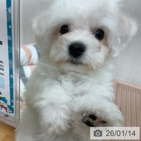 千葉県のビションフリーゼ (ペットプラス 八千代緑が丘店/2025年11月9日生まれ/男の子/ホワイト)の子犬の3枚目の画像