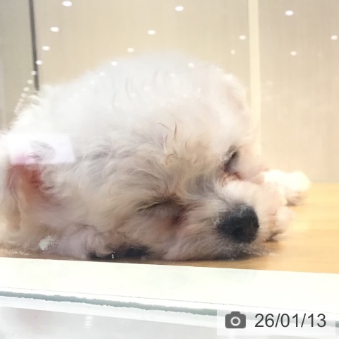 山形県のビションフリーゼ (ペットプラス 天童店/2025年11月9日生まれ/女の子/ホワイト)の子犬の4枚目の画像