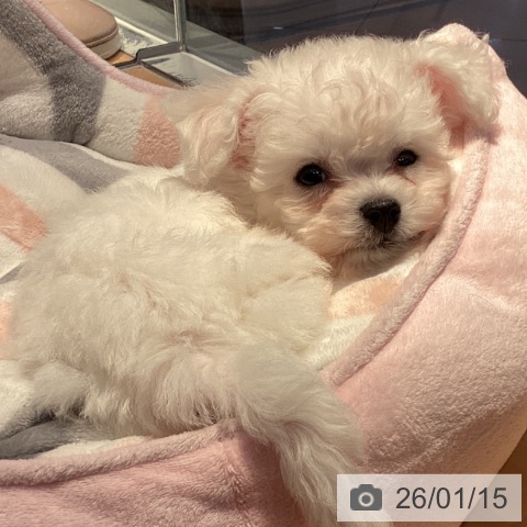 山形県のビションフリーゼ (ペットプラス 天童店/2025年11月9日生まれ/女の子/ホワイト)の子犬の3枚目の画像