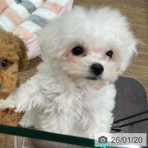 埼玉県のビションフリーゼ (ペッツワン 吉川美南店/2025年11月9日生まれ/女の子/ホワイト)の子犬の4枚目の画像