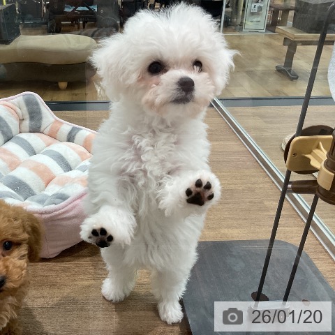 埼玉県のビションフリーゼ (ペッツワン 吉川美南店/2025年11月9日生まれ/女の子/ホワイト)の子犬の3枚目の画像