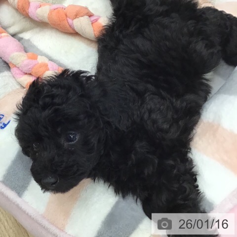 茨城県のトイプードル(トイ) (ペットプラス つくば店/2025年11月9日生まれ/女の子/ブラック)の子犬の4枚目の画像