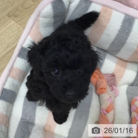 茨城県のトイプードル(トイ) (ペットプラス つくば店/2025年11月9日生まれ/女の子/ブラック)の子犬の3枚目の画像