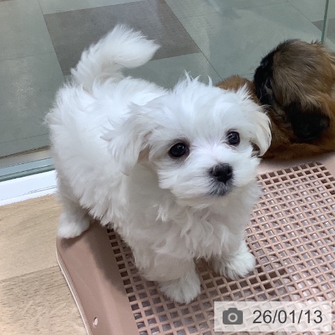 埼玉県のマルチーズ (ペットプラス ららぽーと新三郷店/2025年11月9日生まれ/男の子/ホワイト)の子犬の3枚目の画像