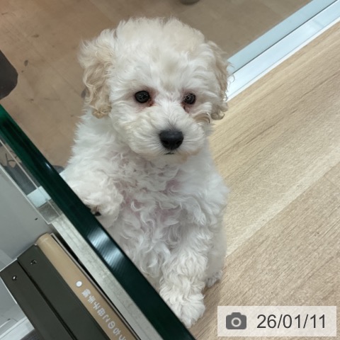 神奈川県のトイプードル(トイ) (ペットプラス テラスモール湘南店/2025年11月8日生まれ/男の子/ホワイト)の子犬の3枚目の画像