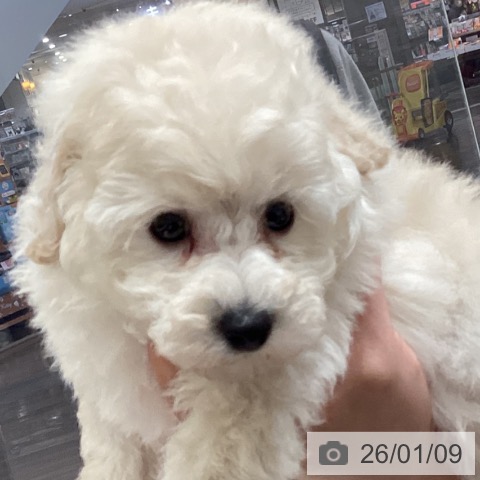 埼玉県のトイプードル(トイ) (ペットプラス イオンモール春日部店/2025年11月8日生まれ/男の子/ホワイト)の子犬の4枚目の画像