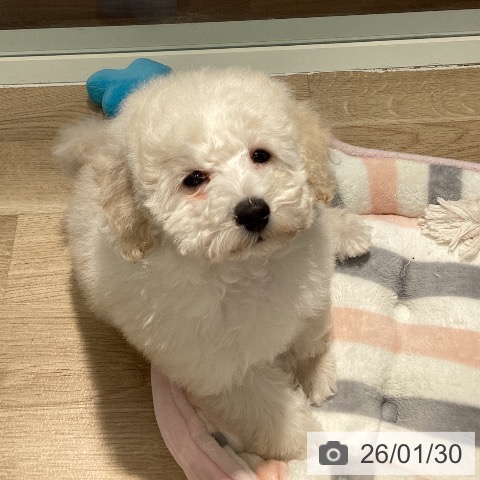 トイ・プードルの写真